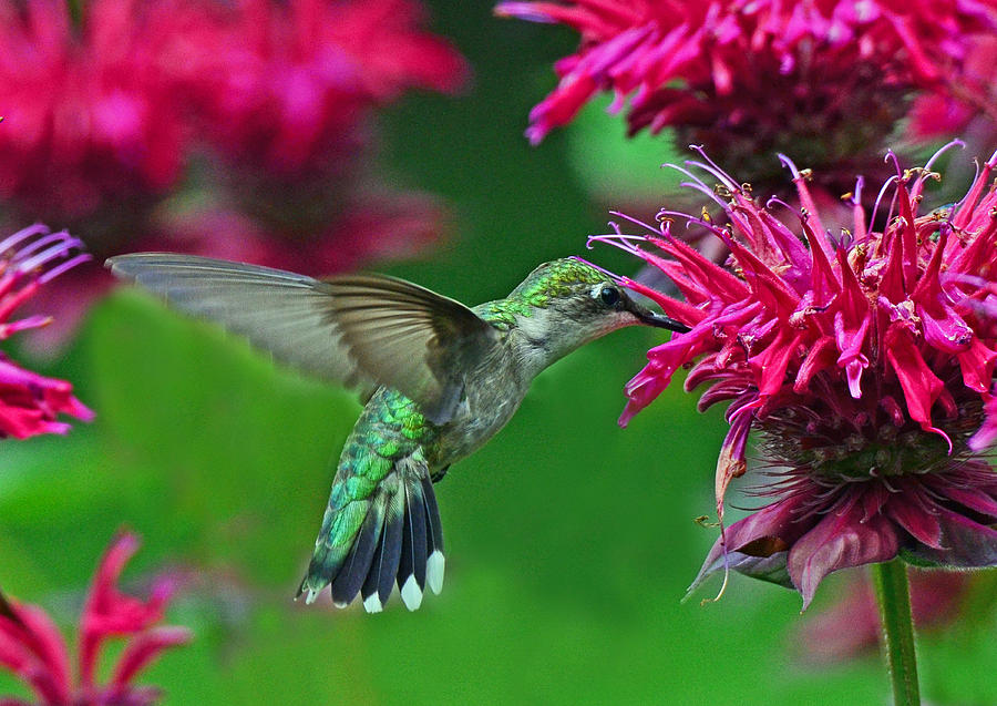 Hummingbird Photograph - Hummingbird Gathering Nectar by Rodney Campbell