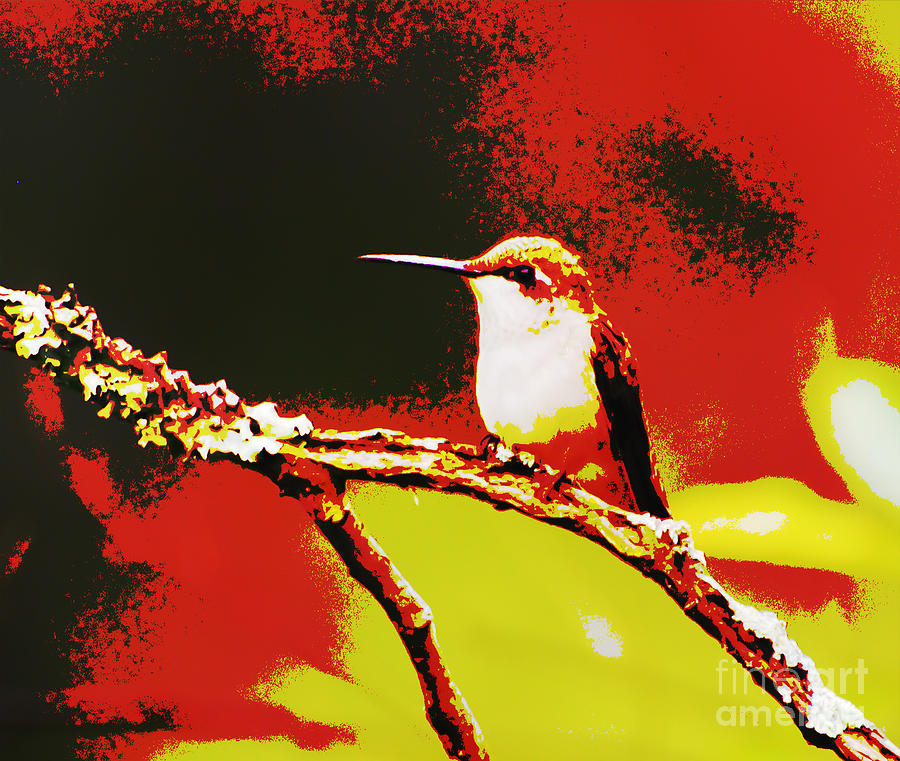 Hummingbird Gets His Groove On Photograph by Kerri Farley