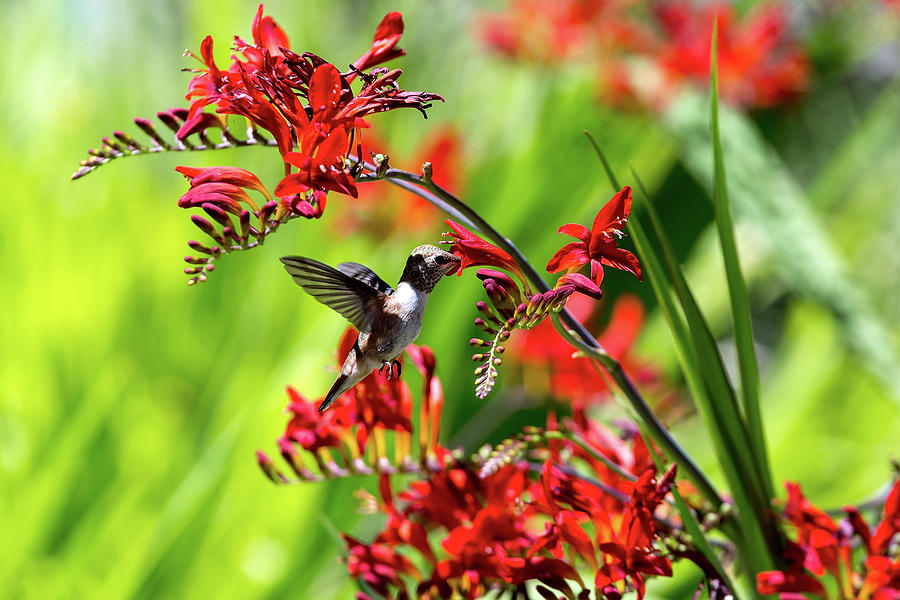Hummingbird Getting Nectar from Flower Photograph by David Gn