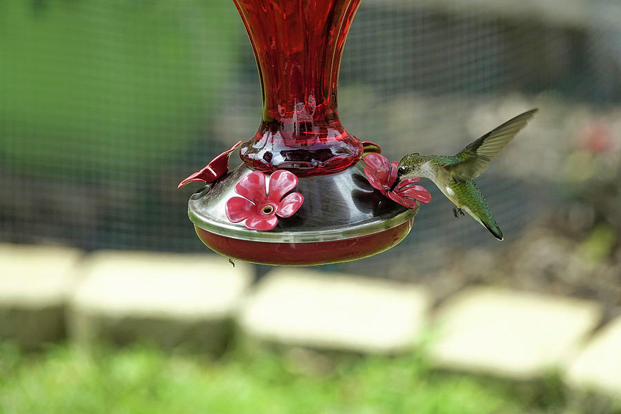 Hummingbird Going For The Sweet Nectar In Virginia Beach Virginia ...