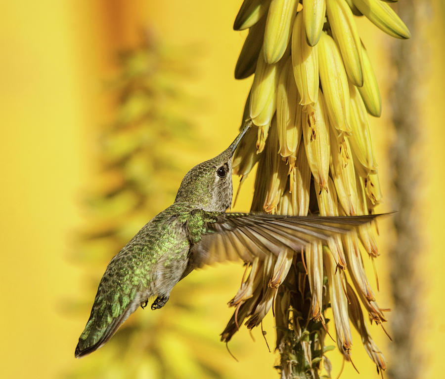 Hummingbird Gold  Photograph by Saija Lehtonen