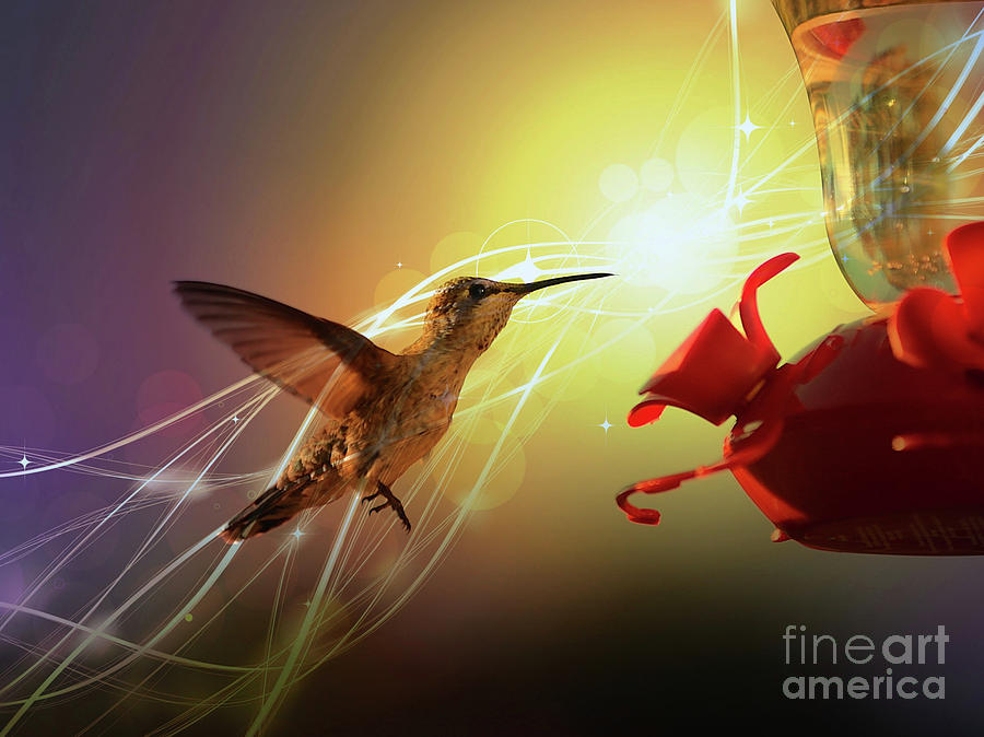 Hummingbird Golden Hour Photograph by Carol Groenen