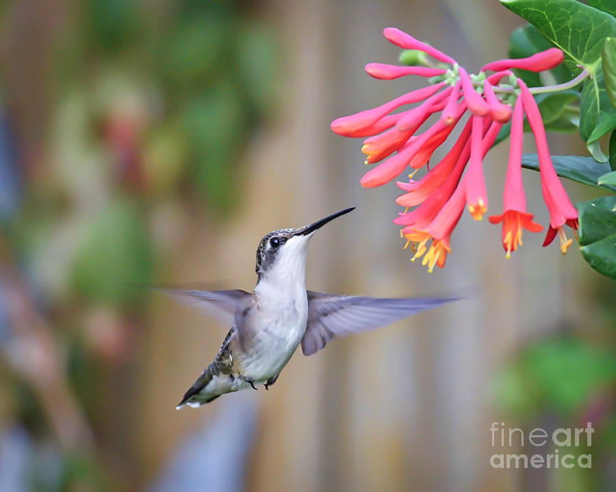 Hummingbird Happiness 2 Photograph by Kerri Farley