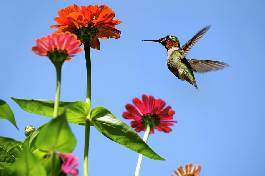 Hummingbird Happiness Photograph by Christina Rollo