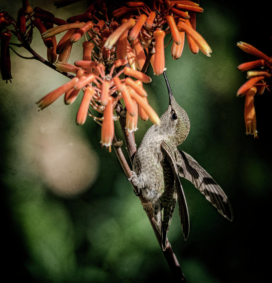 Hummingbird Happiness  Photograph by Saija Lehtonen