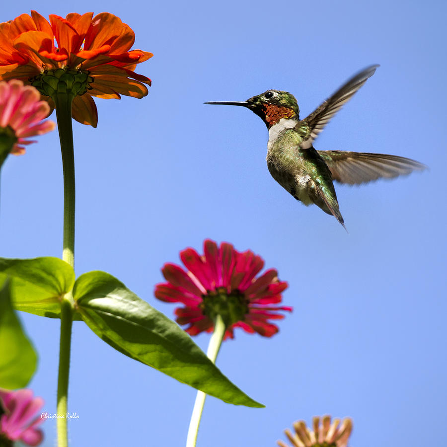 Hummingbird Happiness Square Photograph by Christina Rollo