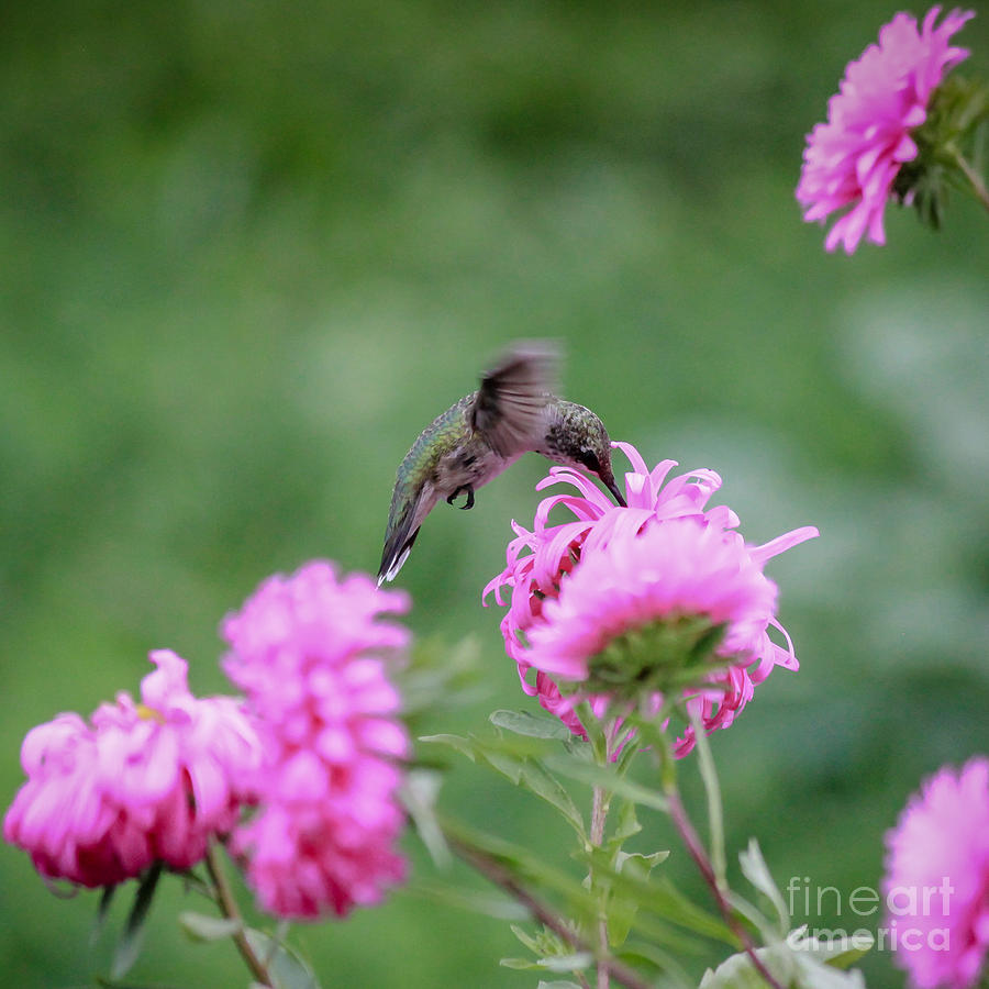 Hummingbird Happiness Photograph by Viviana  Nadowski