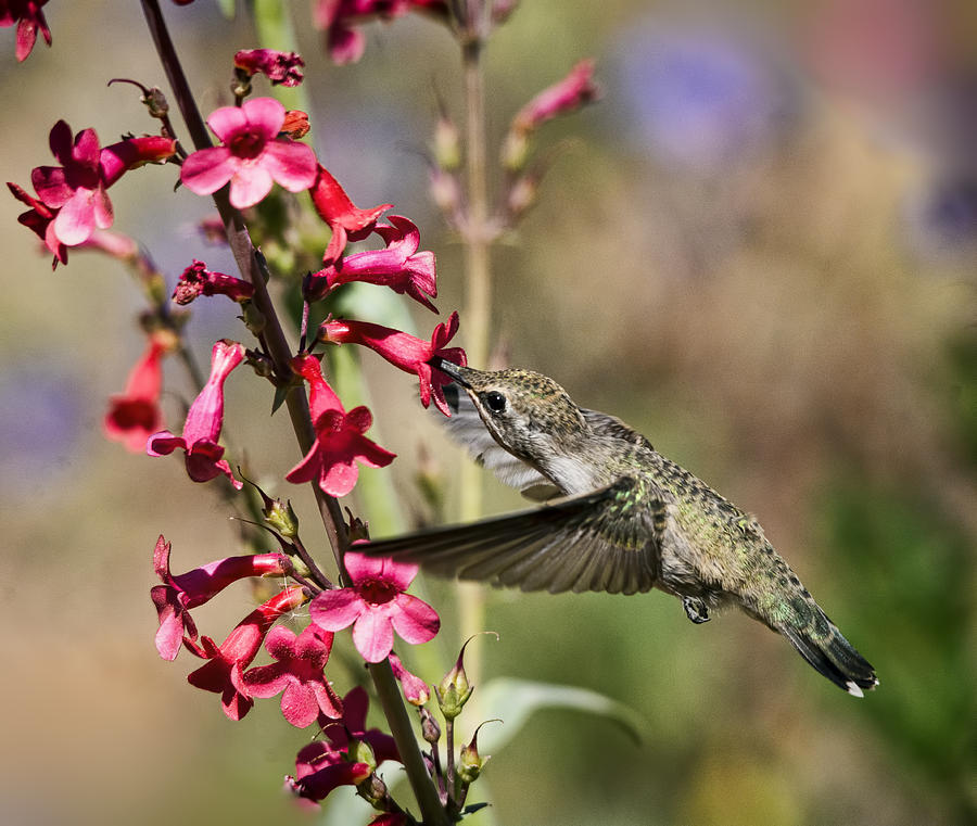 Hummingbird Haven  Photograph by Saija Lehtonen