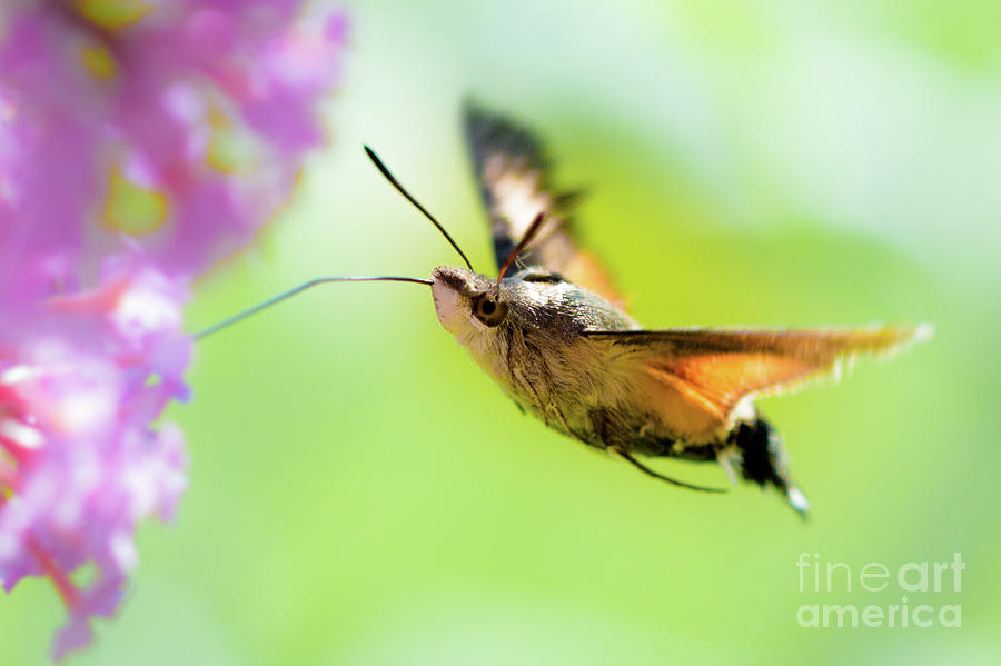 Hummingbird hawk-moth Photograph by Amanda Mohler
