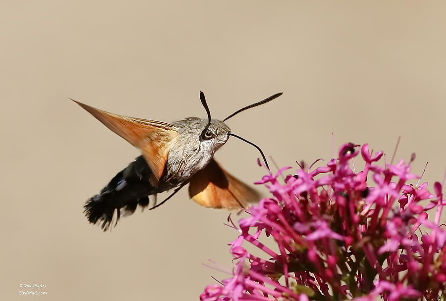 Hummingbird Hawk Moth Photograph By Dean Eades - Fine Art America