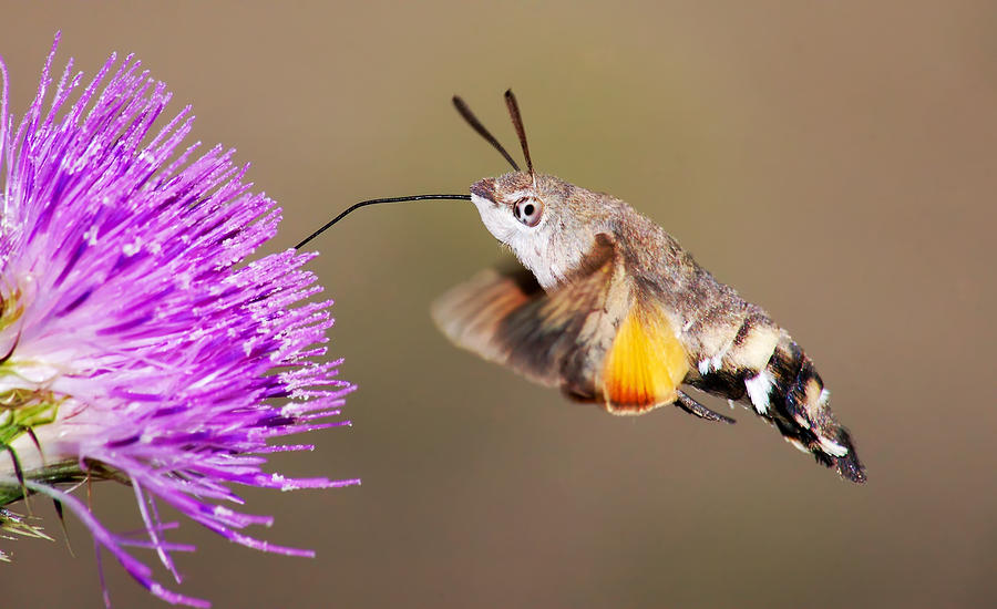 Hummingbird Hawk-moth  Photograph by Mircea Costina Photography