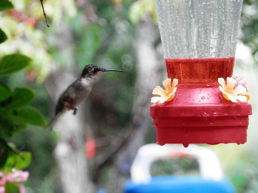 Hummingbird Headed In For Nectar Photograph by Belinda Lee