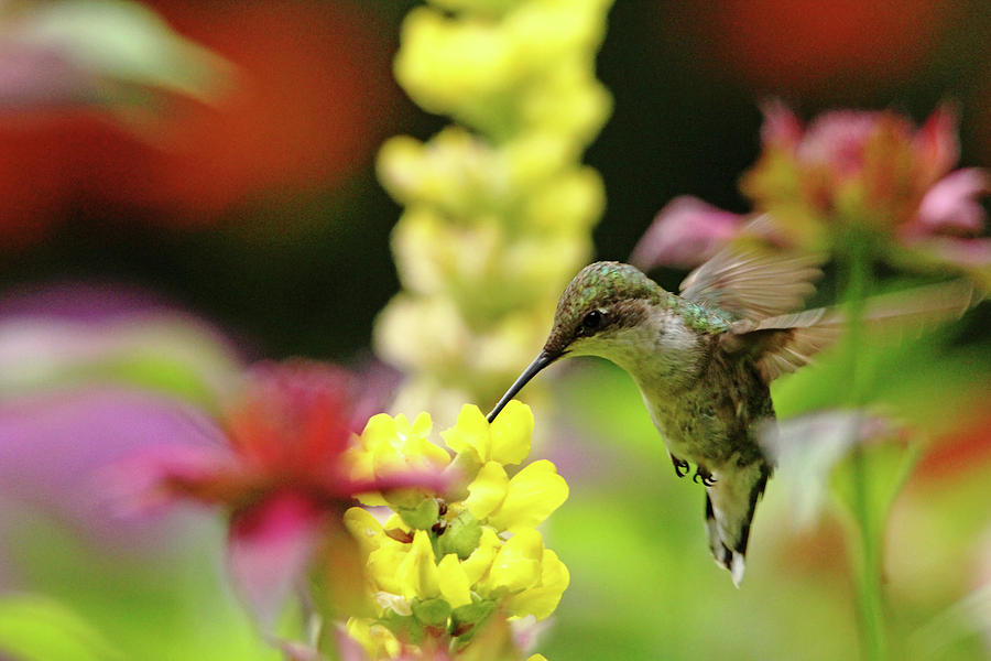 Hummingbird Heaven Photograph by Debbie Oppermann