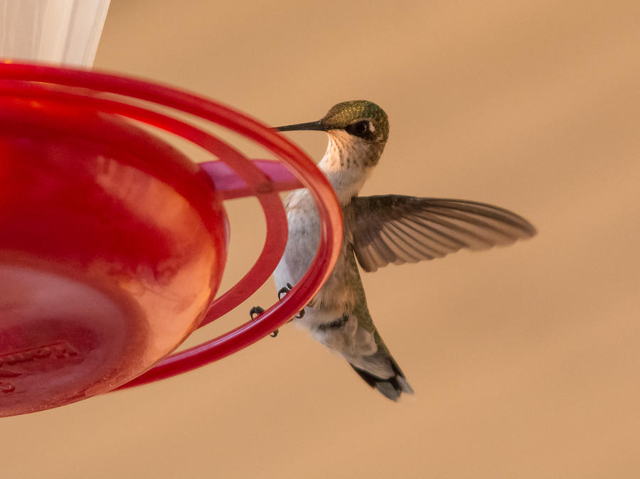 Hummingbird Hello Photograph by Holden The Moment