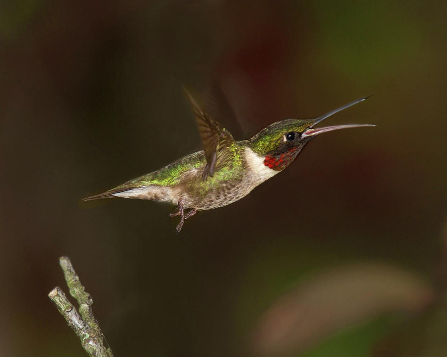 Hummingbird Hot Pursuit Photograph by Lara Ellis