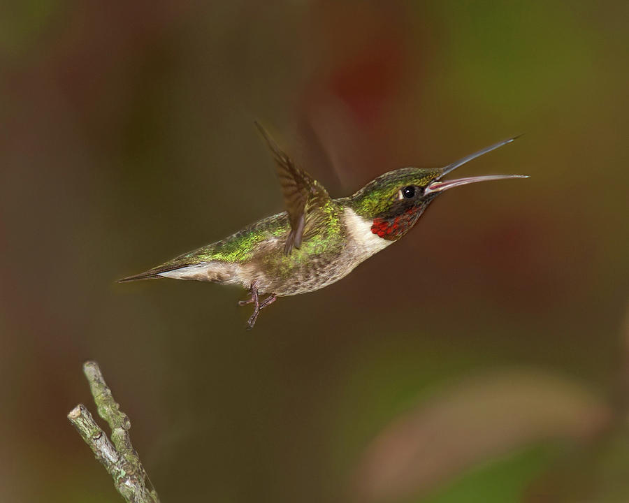 Hummingbird Hot Pursuit Version 2 Photograph by Lara Ellis