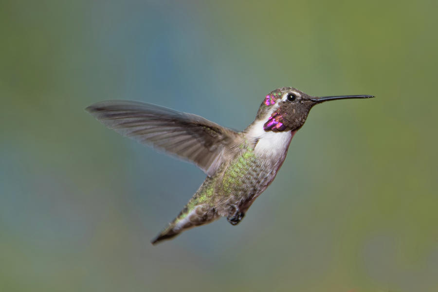 Hummingbird Hover Photograph by Dan McManus