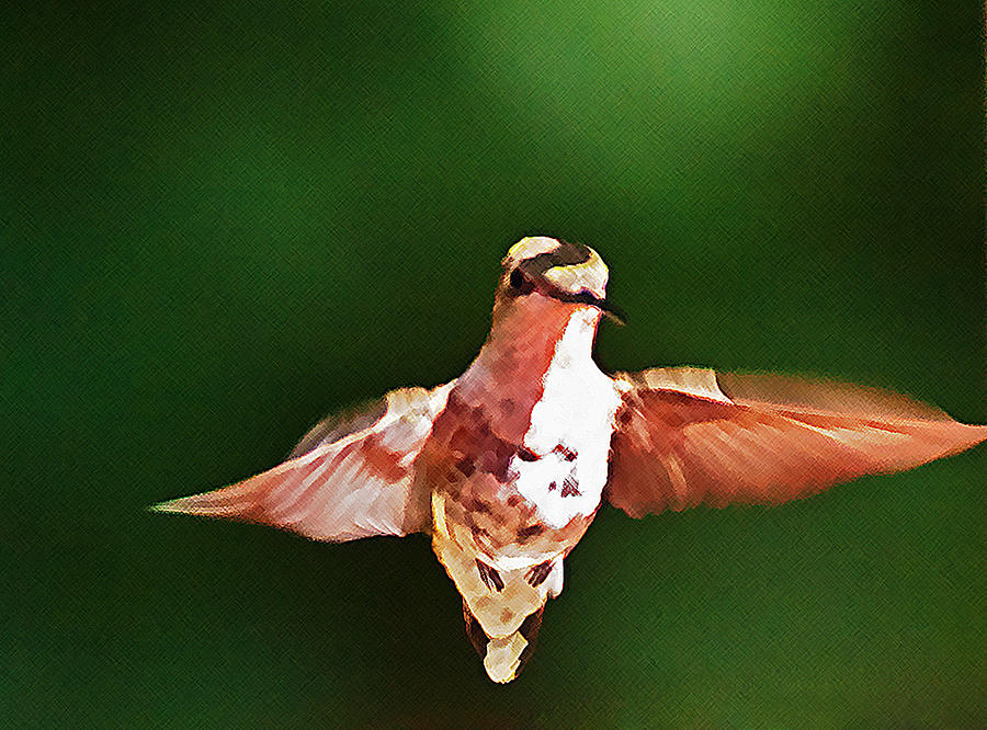 Hummingbird Hover Photograph by Jim DeLillo