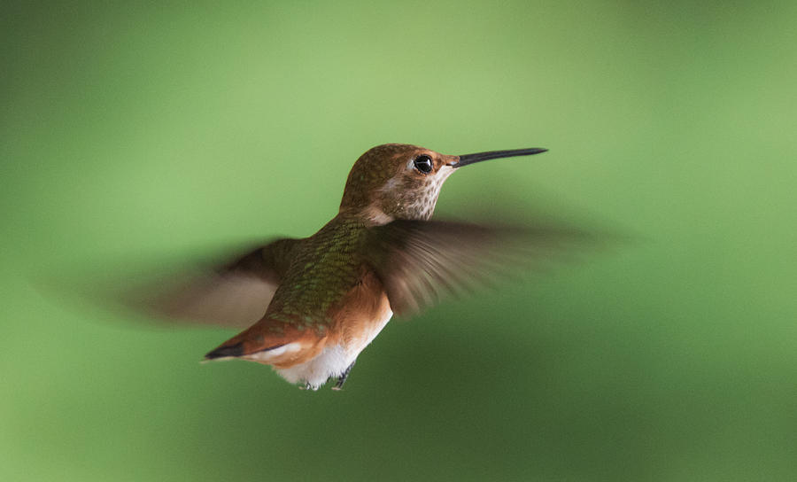Hummingbird Hovering Photograph by Angie Vogel