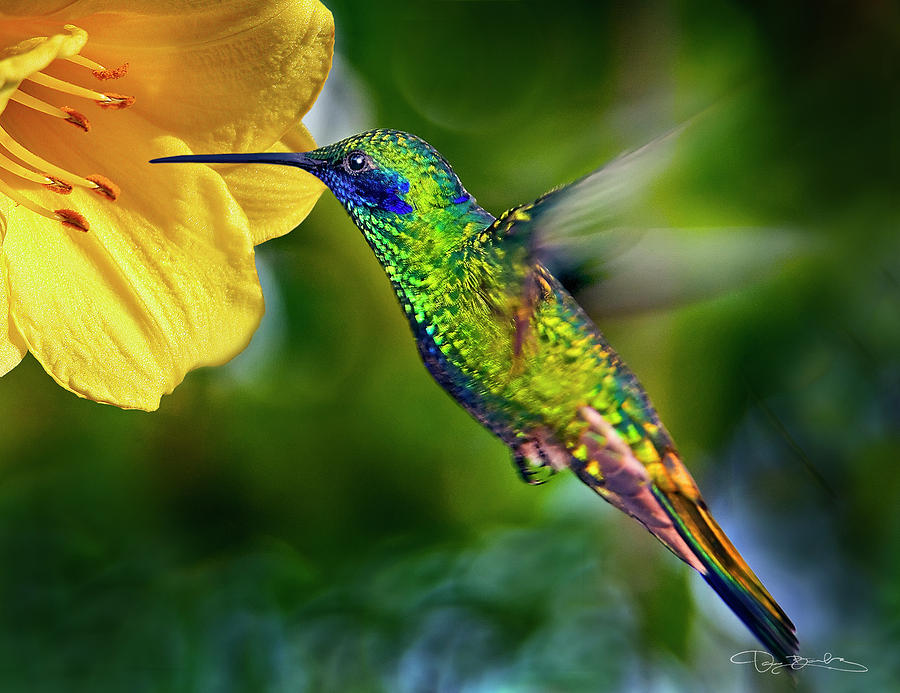 Hummingbird Hovering By Yellow Flower Photograph by Dan Barba