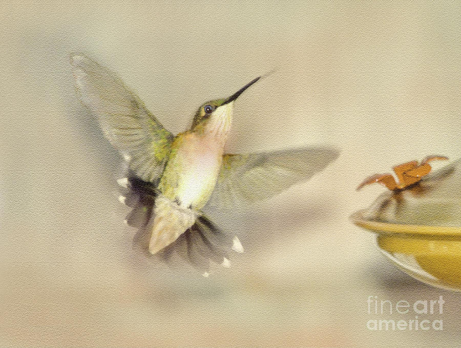 Hummingbird Hovering Digital Art by Dianne Morgado