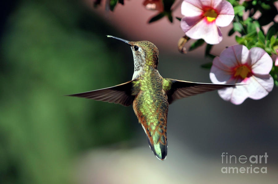 Hummingbird Hovering in Flight Photograph by Laura Mountainspring