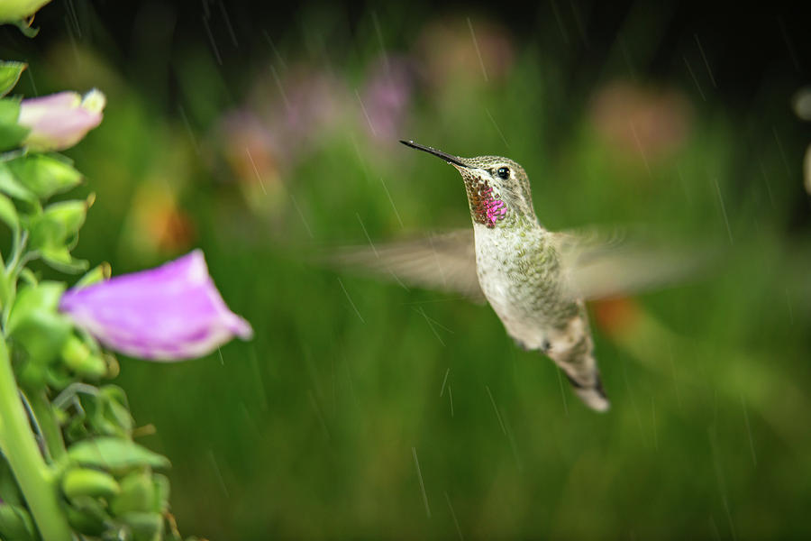 Hummingbird Hovering In Rain Photograph