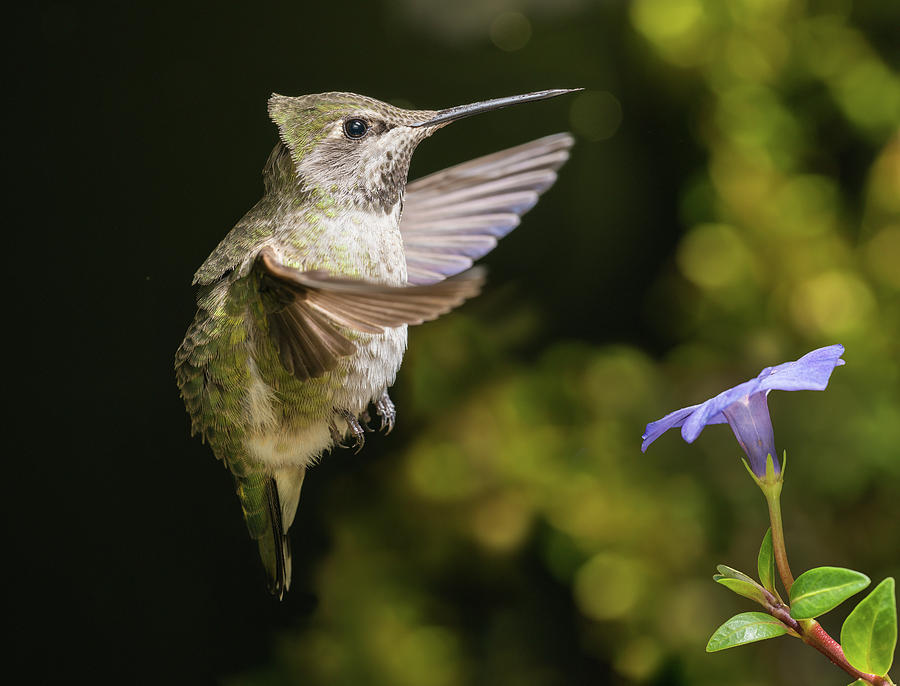 Hummingbird hovering in strong wind Photograph by William Lee