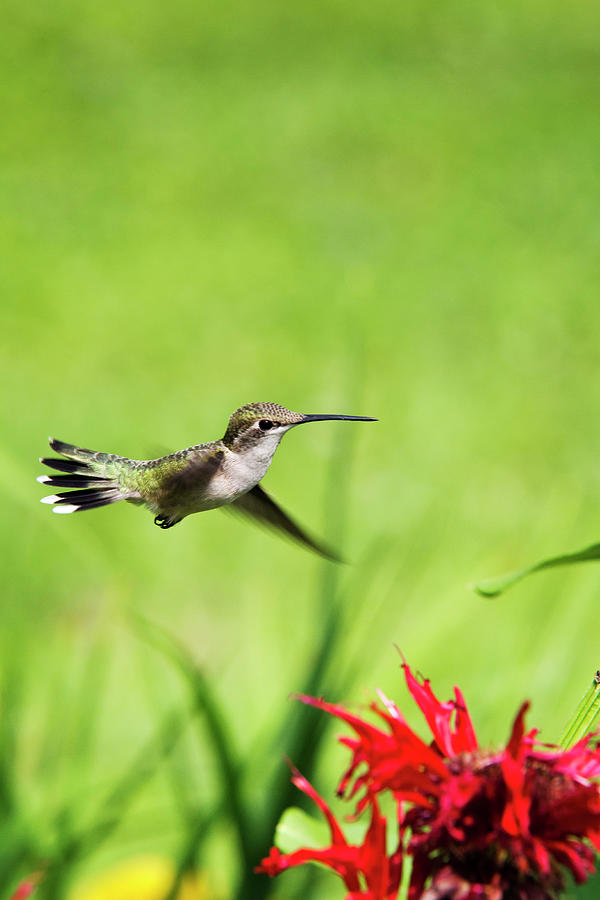 Hummingbird Photograph - Hummingbird Hovering Over Flowers by Christina Rollo