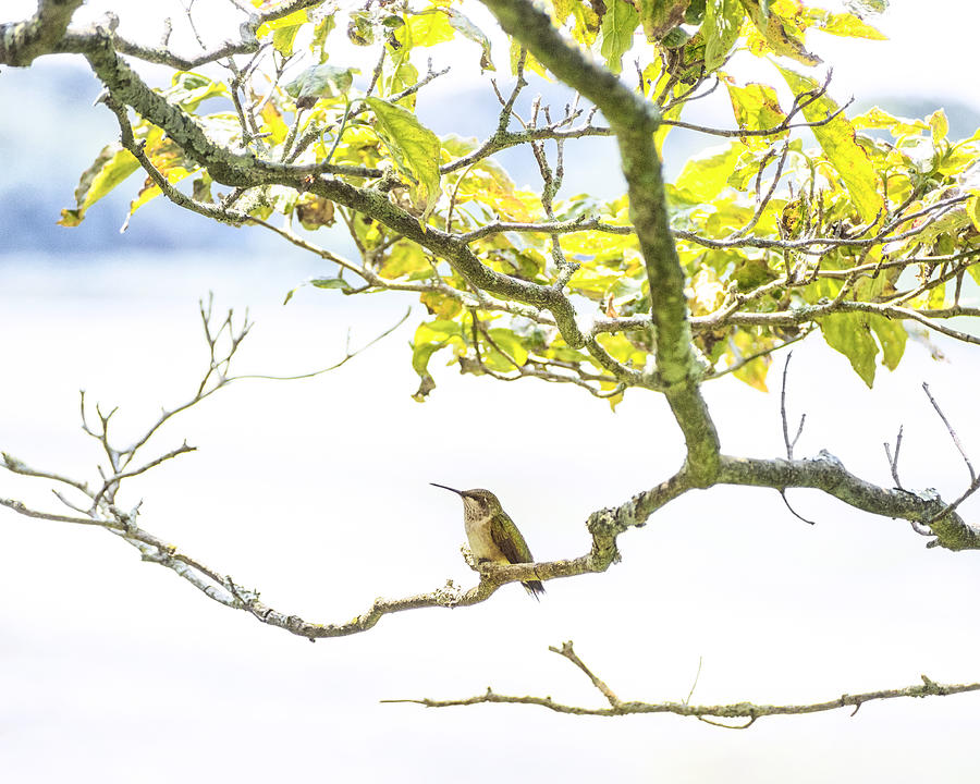 Hummingbird I Photograph by Marianne Campolongo