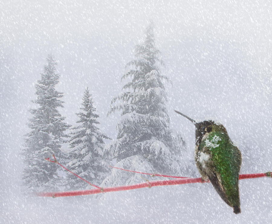 Hummingbird in a Winter Wonderland Photograph by Angie Vogel