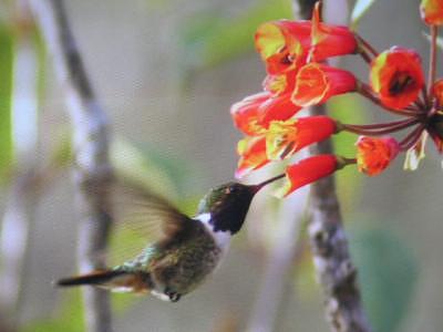 Hummingbird In Action Photograph by Taylor Foss Hummingbird In Action Photograph by Taylor Foss