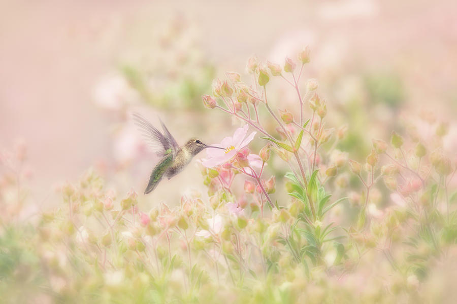 Hummingbird in Anemone Garden Springtime Photograph by Susan Gary