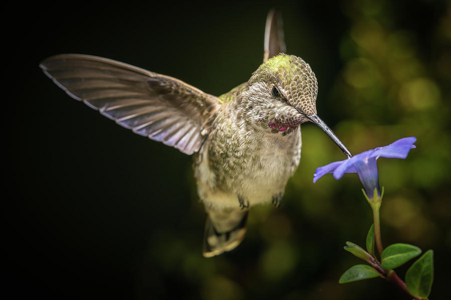 Hummingbird in angled direction with blue flower Photograph by William Lee
