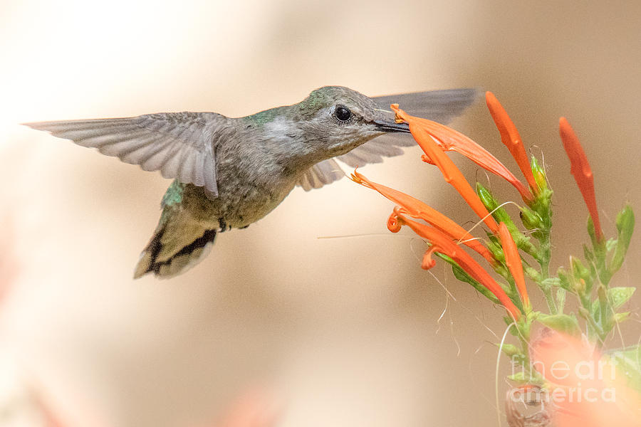 Hummingbird in Chuparosa Photograph by Lisa Manifold