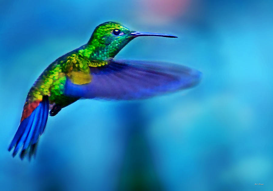 Hummingbird in flight 2 by Bibi Rojas Hummingbird in flight 2 by Bibi Rojas