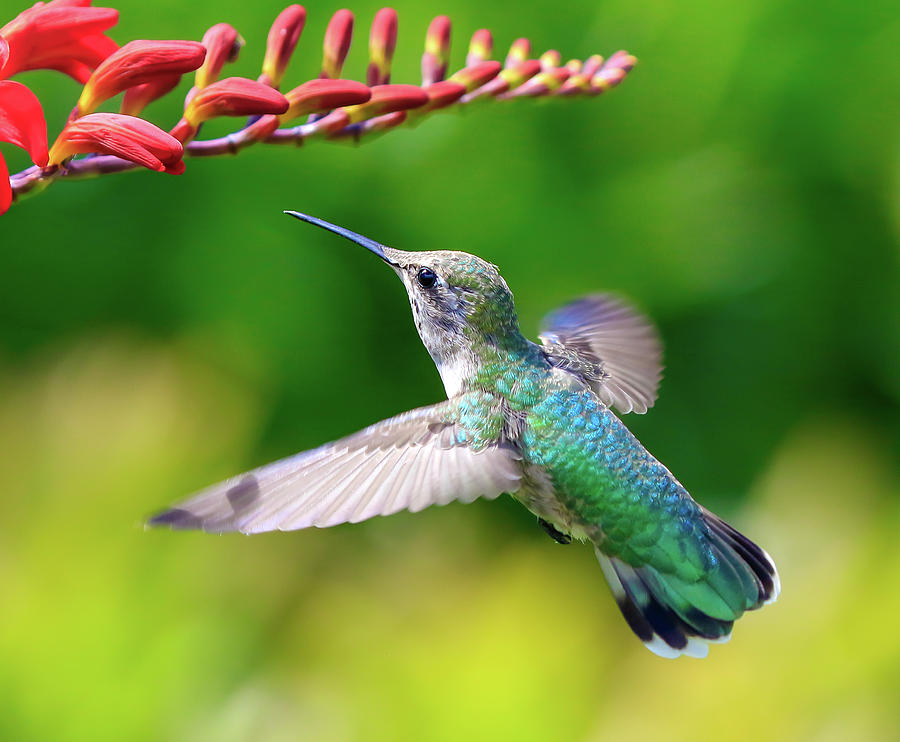 Hummingbird In Flight Photograph by Athena Mckinzie
