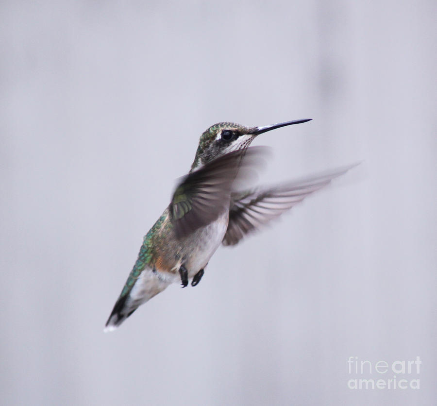 Hummingbird In Flight  Photograph by Cathy Beharriell
