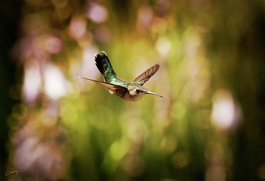 Hummingbird In Flight Photograph