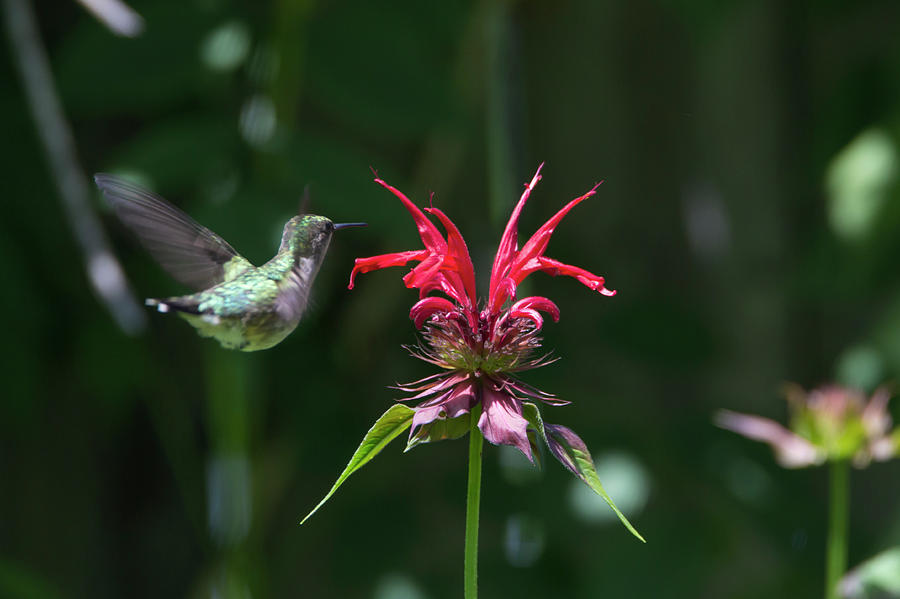 Hummingbird in Flight Photograph by David Stasiak
