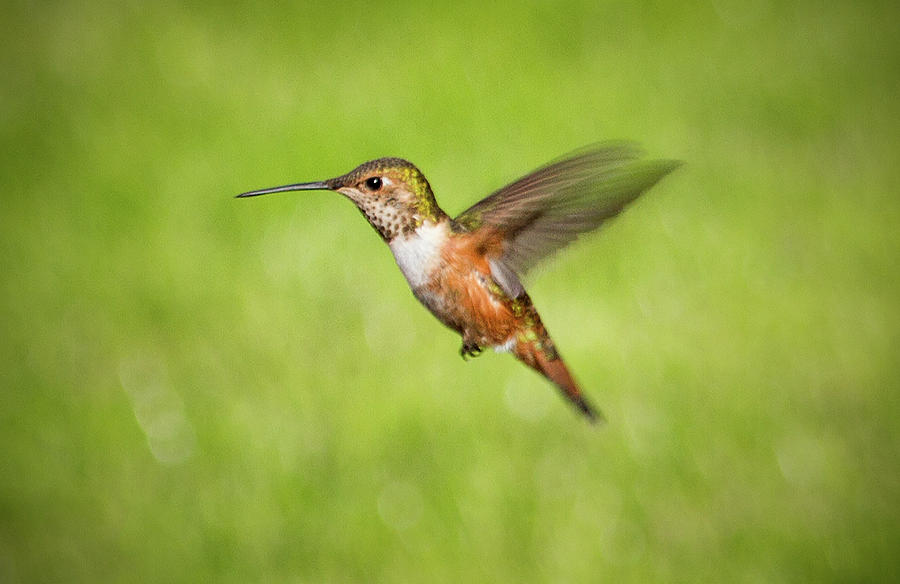 Hummingbird Photograph - Hummingbird in Flight by Denise Bird