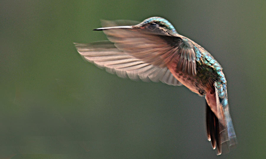 Hummingbird in flight Photograph by Diana Douglass
