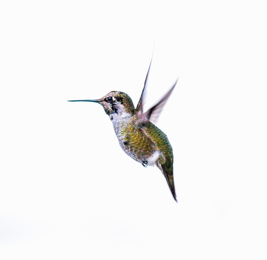 Hummingbird in Flight Photograph by E Faithe Lester