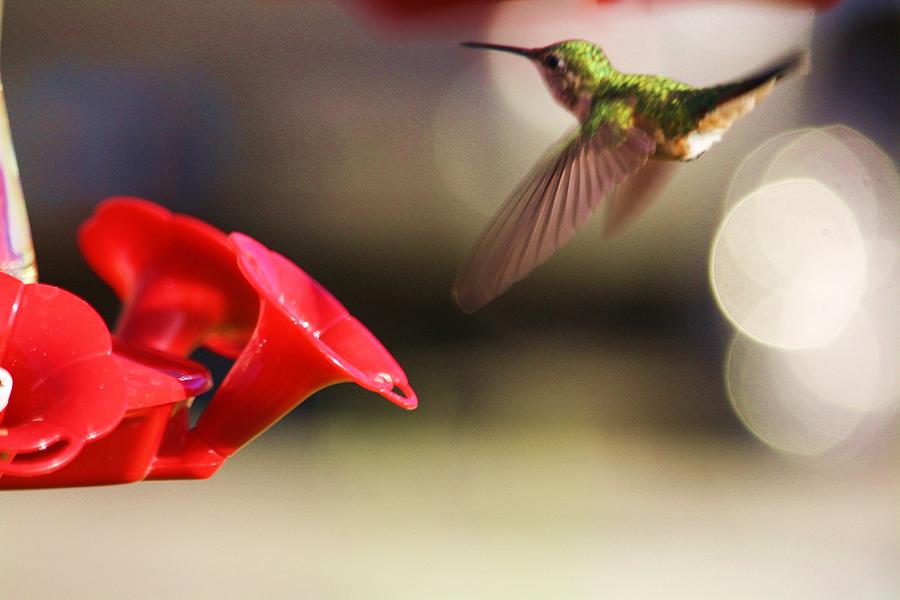 Nature Photograph - Hummingbird in flight by Russell  Barton