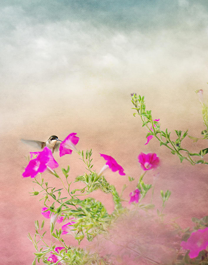 Hummingbird in Flight Photograph by Gwen Gibson