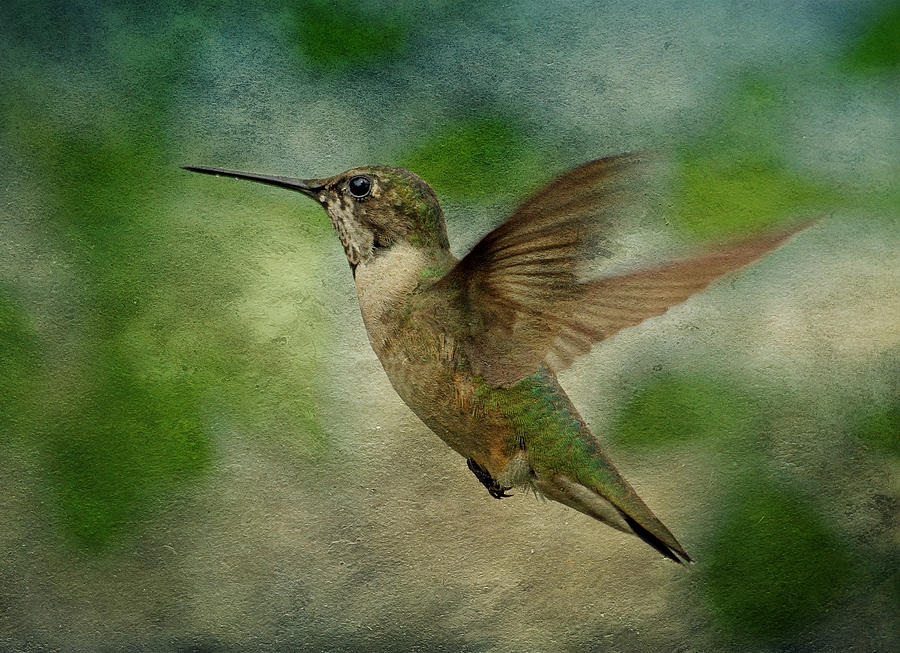 Hummingbird in Flight II Photograph by Sandy Keeton