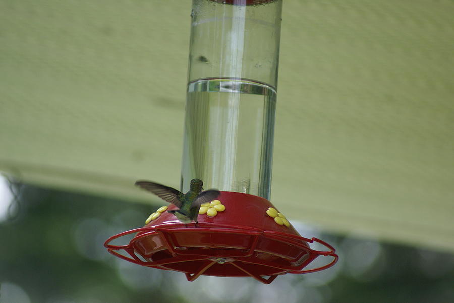 Hummingbird Photograph - Hummingbird in flight by Jamie Williams