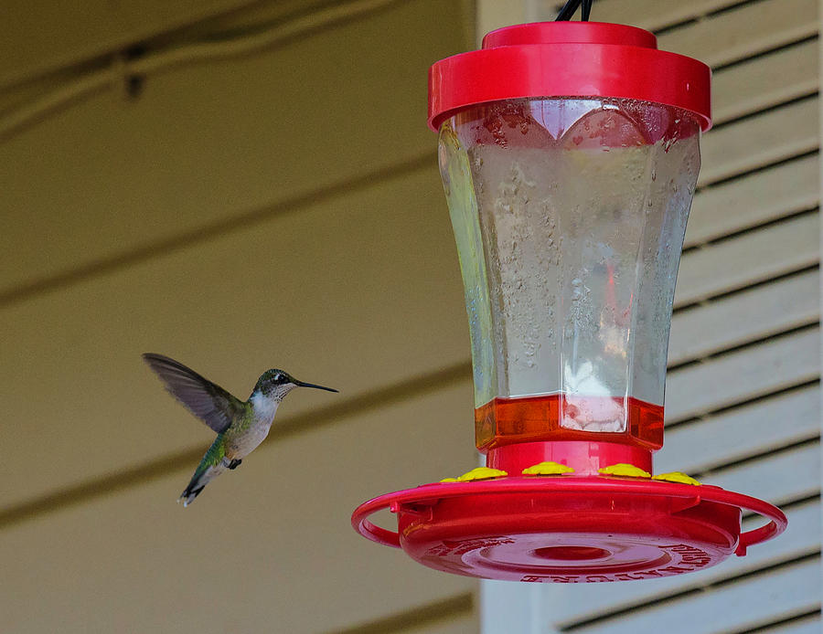 Hummingbird In Flight by John Forde Hummingbird In Flight by John Forde