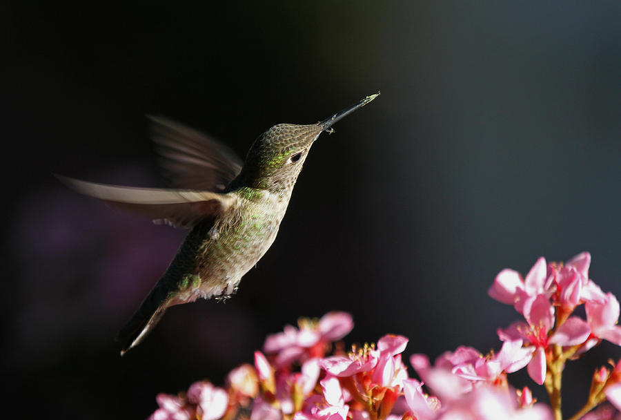 Hummingbird in Flight Photograph by Juergen Roth