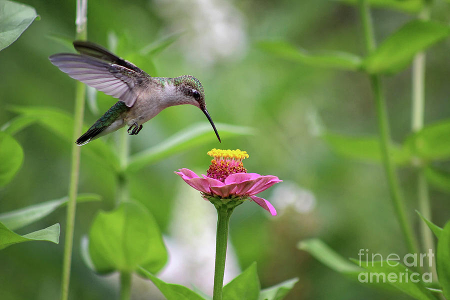 Hummingbird in Flight Photograph by Karen Adams